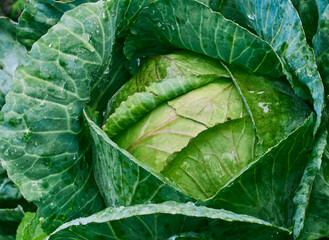 Obraz premium Cabbage growing in the garden.