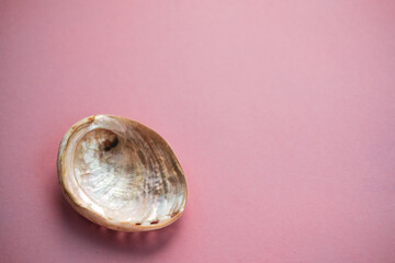 shell on a pink background
