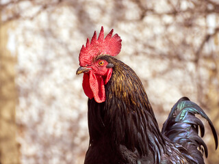 Rooster on a natural background.