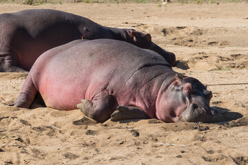 Sunburned pink hippo sleeping in the sand of a river bank with little red-billed oxpecker bird in Kruger National Park, South Africa