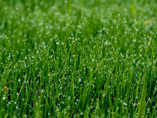 Obraz premium Drops of dew on the grass in defocus