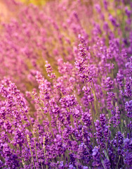 Soft focus on lavender flowers.