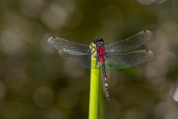 Kleine Moosjungfer (Leucorrhinia dubia)