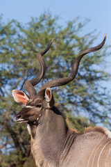 Naklejka na ściany i meble Male Greater Kudu (Tragelaphus strepsiceros) head portrait with magnificent horns looking handsome in Kruger National Park, South Africa with blurred background