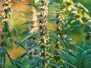 Blooming branches of motherwort herb.