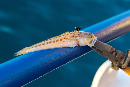 Ядовитая рыба в черном море фото La Tracina,un pesce inquietante Weevers (or Weeverfish) ar. Flickr