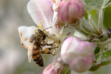 Bee in an apple tree