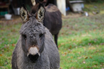 l'&acirc;ne dans son pr&eacute;
