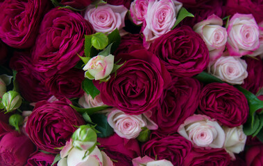 Background from bright pink roses. View from above.