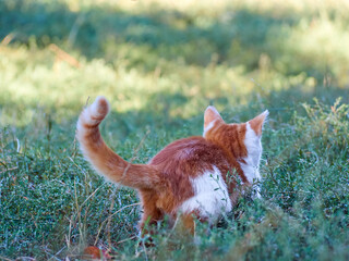 Kitten playing in the grass.