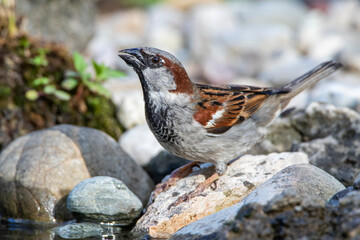 Haussperling (Passer domesticus) Männchen