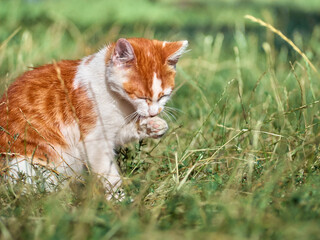 Red young cat in the garden.