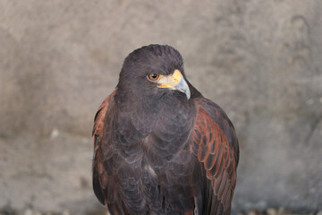 wild eagle bird