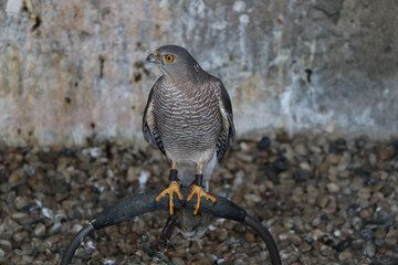 wild eagle bird