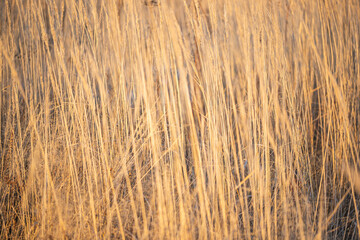 Dry yellow grass stalks texture selective focus blur
