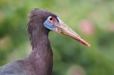 Der rotblaue Kopf vom Regenstorch, Abdimstorch, Ciconia abdimii
