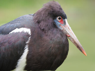 Abdimstorch, auch Regenstorch mit metallisch glänzendem Gefieder und rotblauem Kopf, Ciconia abdimii