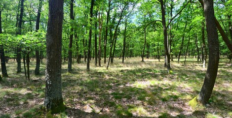 Panoramic view of oak forest in Podyji National Park, Czech Republic. Green summer oak forest.