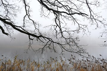 Branches of tree over lake in misty autumn day