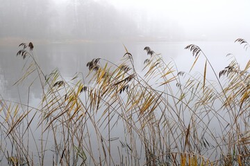 Rushes by lake on foggy autumn day