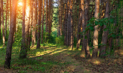 Obraz premium forest, morning in the coniferous forest, old pine trees. the bright sun of a summer landscape