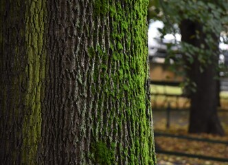 tree in the park