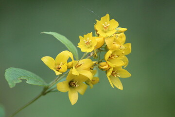 Garden Loosestrife. Beautiful yellow buds on a summer day on a soft green blurred background. Closeup of a Lysimachia vulgaris flower. Horizontal.
