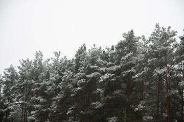 snow-covered winter pine forest. the first snow