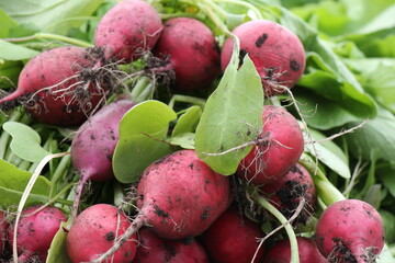 radish with leaves
