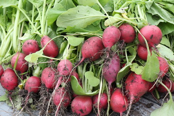 fresh radishes 