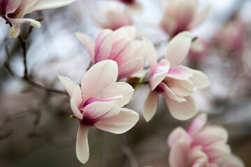 Chinese Magnolia bloom