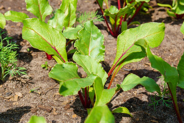 beetroot from the garden. Harvest. Agriculture selective focus