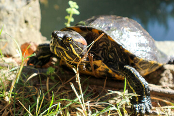Obraz premium close up of a turtle pond slider (Trachemys scripta) on the shore of the pond