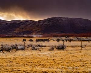 Fototapeta premium Image of horses grazing before a storm.