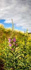 Flowers of Ivan-tea closeup on a green background