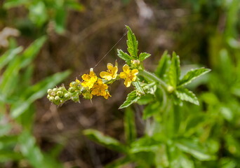 Flowers repeshok grass closeup on green background