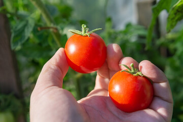 Farmer holding fresh ripe red tomatoes. farmer market outdoor. Organic vegetables, small local farm. selective focus