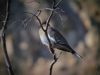 Pájaro descansando sobre un árbol 