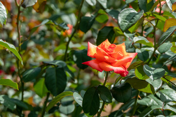 Orange roses blooming in the garden.