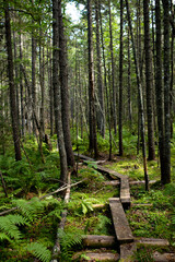 A path through the green woods
