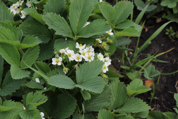 Blooming strawberry bush in the garden. Strawberry plant with white flowers	
