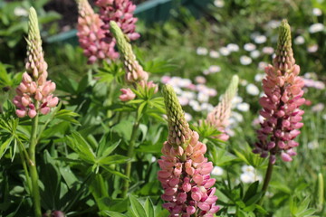 pink lupine flowers