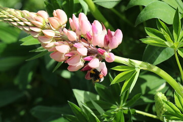 pink lupine flower	
