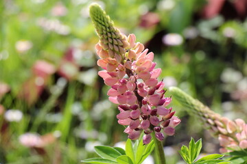 close up of pink lupine flower