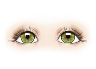 Cartoon beautiful big woman green eyes with eyelashes. Hand drawn digital illustration isolated on white background.