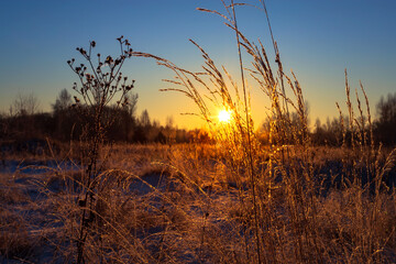 Dry grass in the rays of the winter sun at dawn. Winter beautiful landscape.