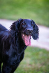 Cane flat retriever