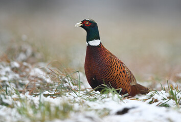 Ringneck Pheasant (Phasianus colchicus) male close up