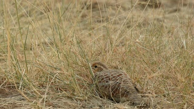 close up shot of caring mother grey francolin or grey partridge or Francolinus pondicerianus sits on her clutch of eggs at Ranthambore national park or forest reserve rajasthan india