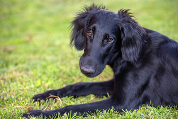 Cane flat retriever